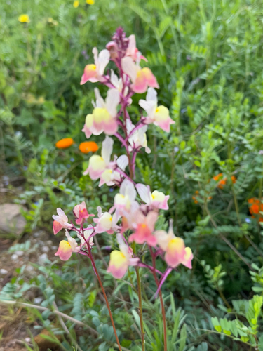 Annual Toadflax