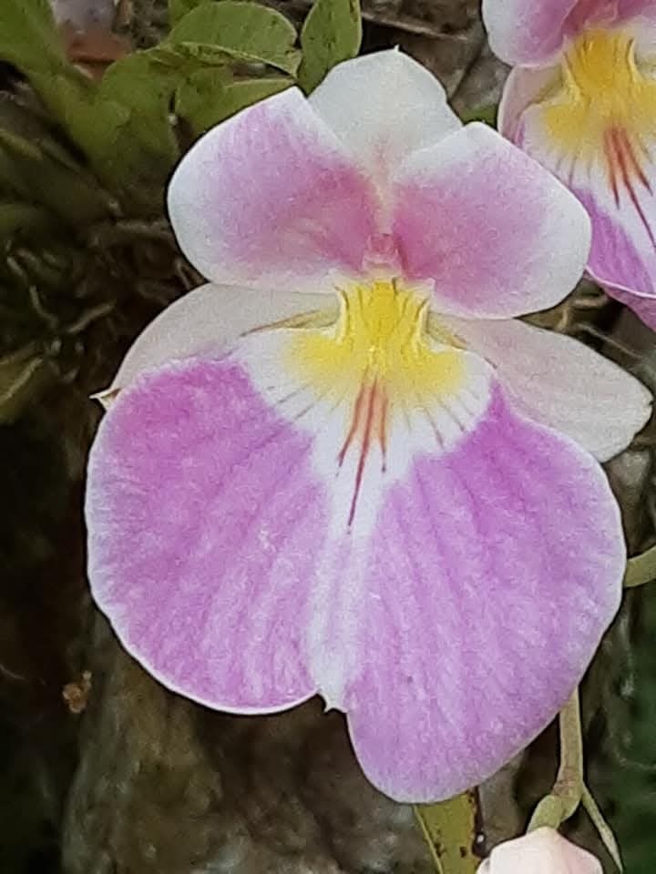 Showy Miltoniopsis (Miltoniopsis vexillaria)