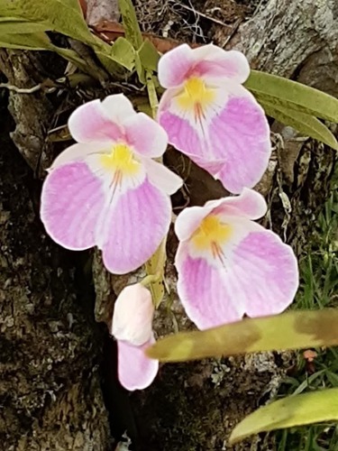 Miltoniopsis vexillaria, photograph 3