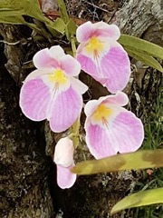 Miltoniopsis vexillaria, photograph (c) Ángela María Gómez M, some rights reserved (CC BY-SA)