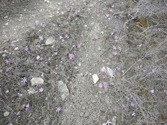 Colchicum eichleri