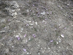 Colchicum eichleri