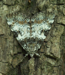 Catocala connubialis