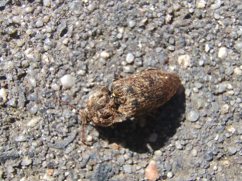 Mottled dingy-brown click beetle, Nijmegen, Marienboom, 6523 PB Nijmegen, Netherlands, photo 10 of 10