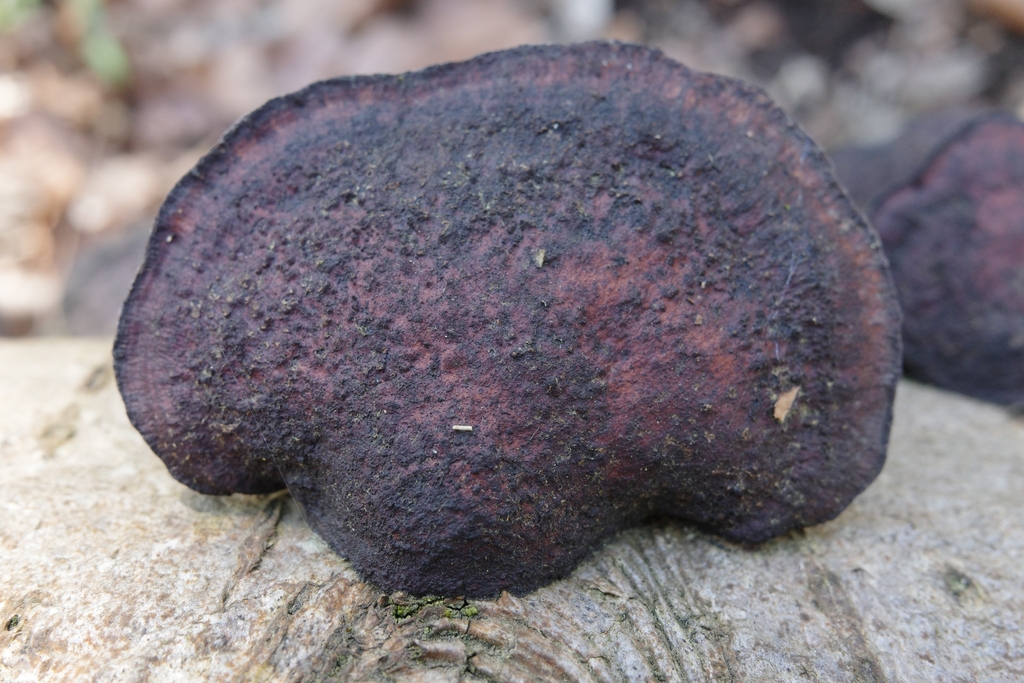 Daedaleopsis confragosa · March 2026 · photo: © vincent_b (iNaturalist, cc-by)