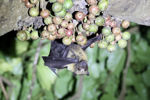 Pteropus neohibernicus observed 2026-03-18