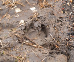 Sus scrofa domesticus