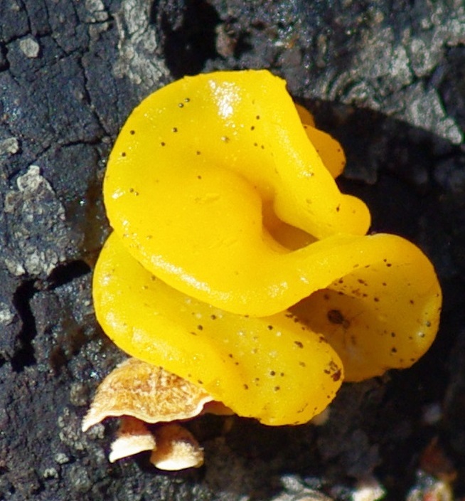 Tremella aurantia image