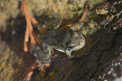 Rana muscosa