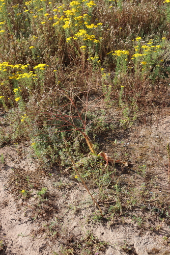 Rolling Capespinach (Trachyandra muricata)