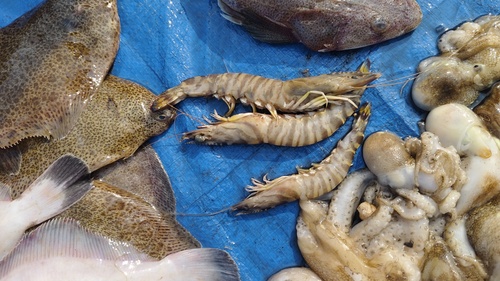 Penaeus japonicus observed 2026-03-12