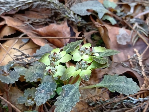Chrysosplenium macrostemon iNat (3)