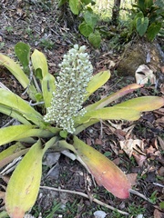 Aechmea mexicana, photograph author not stated, no rights reserved