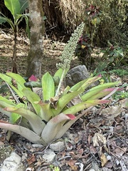 Aechmea mexicana, photograph author not stated, no rights reserved