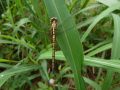 Anisoptera