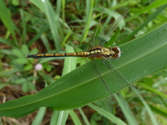 Anisoptera