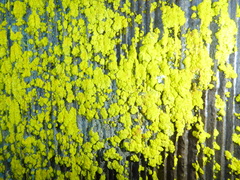 Chrysothrix granulosa