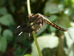 Palpopleura portia