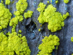 Chrysothrix granulosa