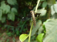 Palpopleura portia