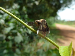 Palpopleura portia