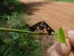 Palpopleura portia
