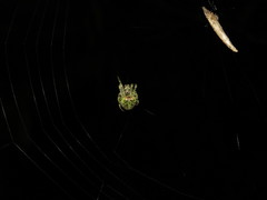 Cryptaranea atrihastula