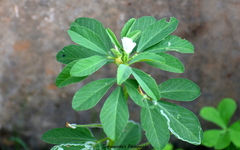 Trigonella foenum-graecum