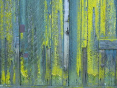 Chrysothrix granulosa