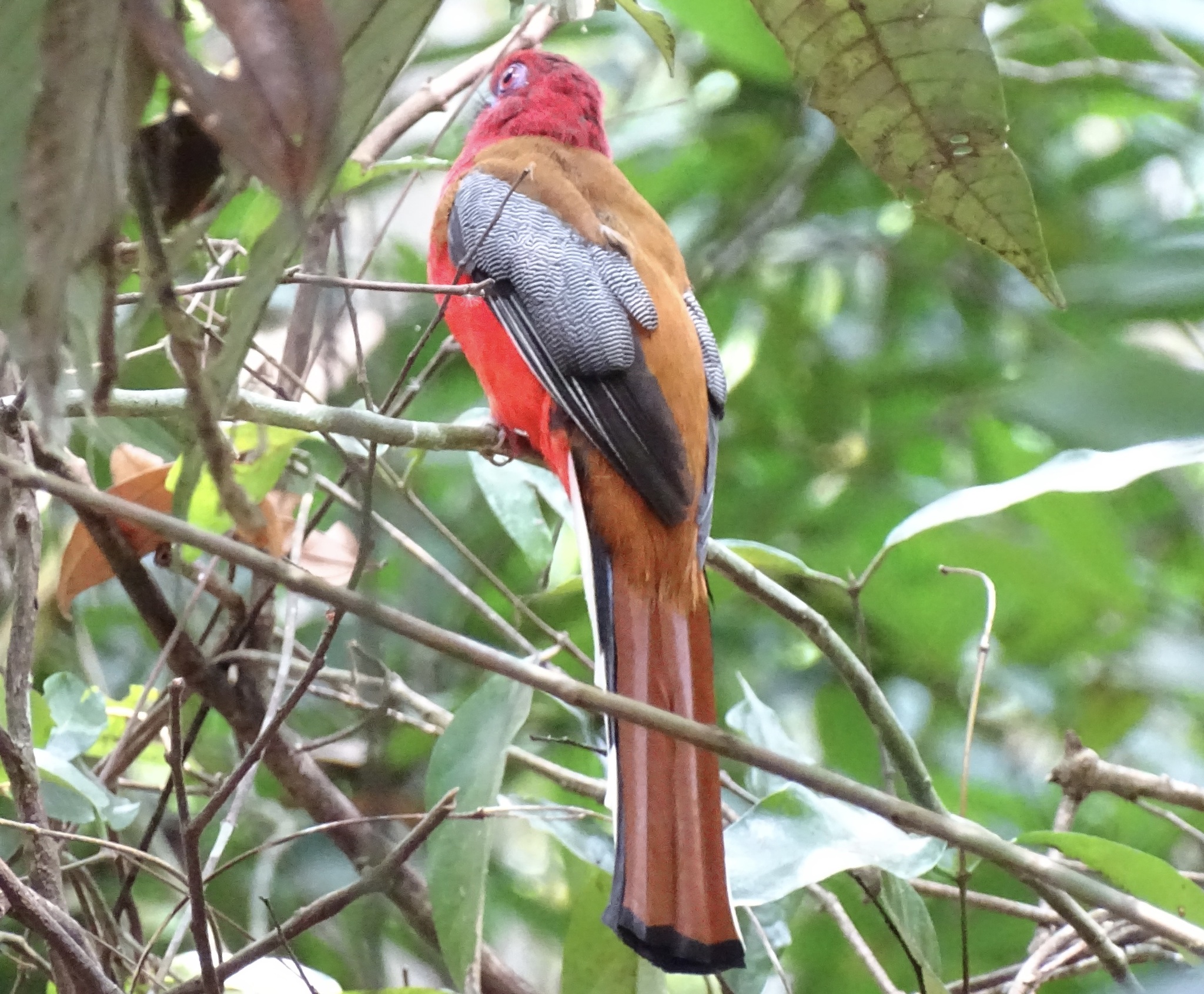 Red-headed Trogon (Harpactes erythrocephalus), photo 6