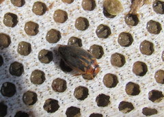 Coptotomus