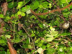 Cambridgea foliata