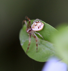 Synema marlothi