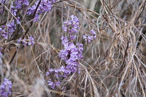 Daphne genkwa (Daphne genkwa)