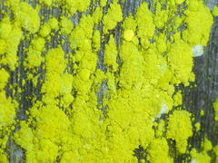 Chrysothrix granulosa