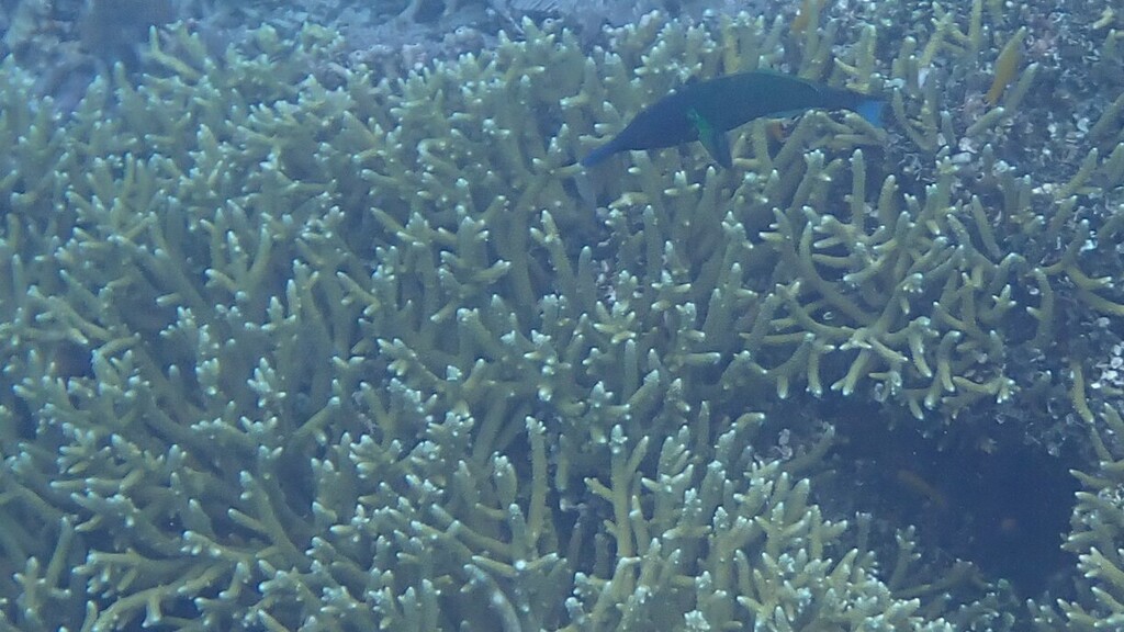 Bird Wrasse (Gomphosus varius) - recorded at Galaxy