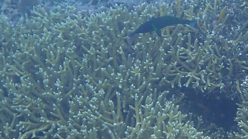 Bird Wrasse — seen at this dive site