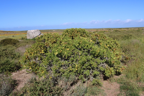 Salad Twinleaf (Roepera morgsana)