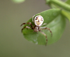 Synema marlothi