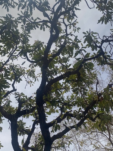 Shea Tree