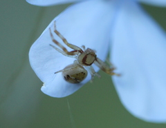 Synema marlothi