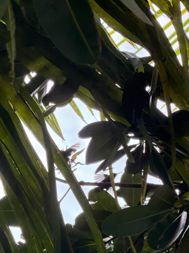 iNaturalist image