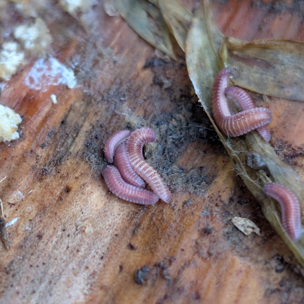 Octoglena gracilipes