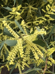 Acacia auriculiformis