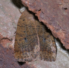 Sericaglaea signata