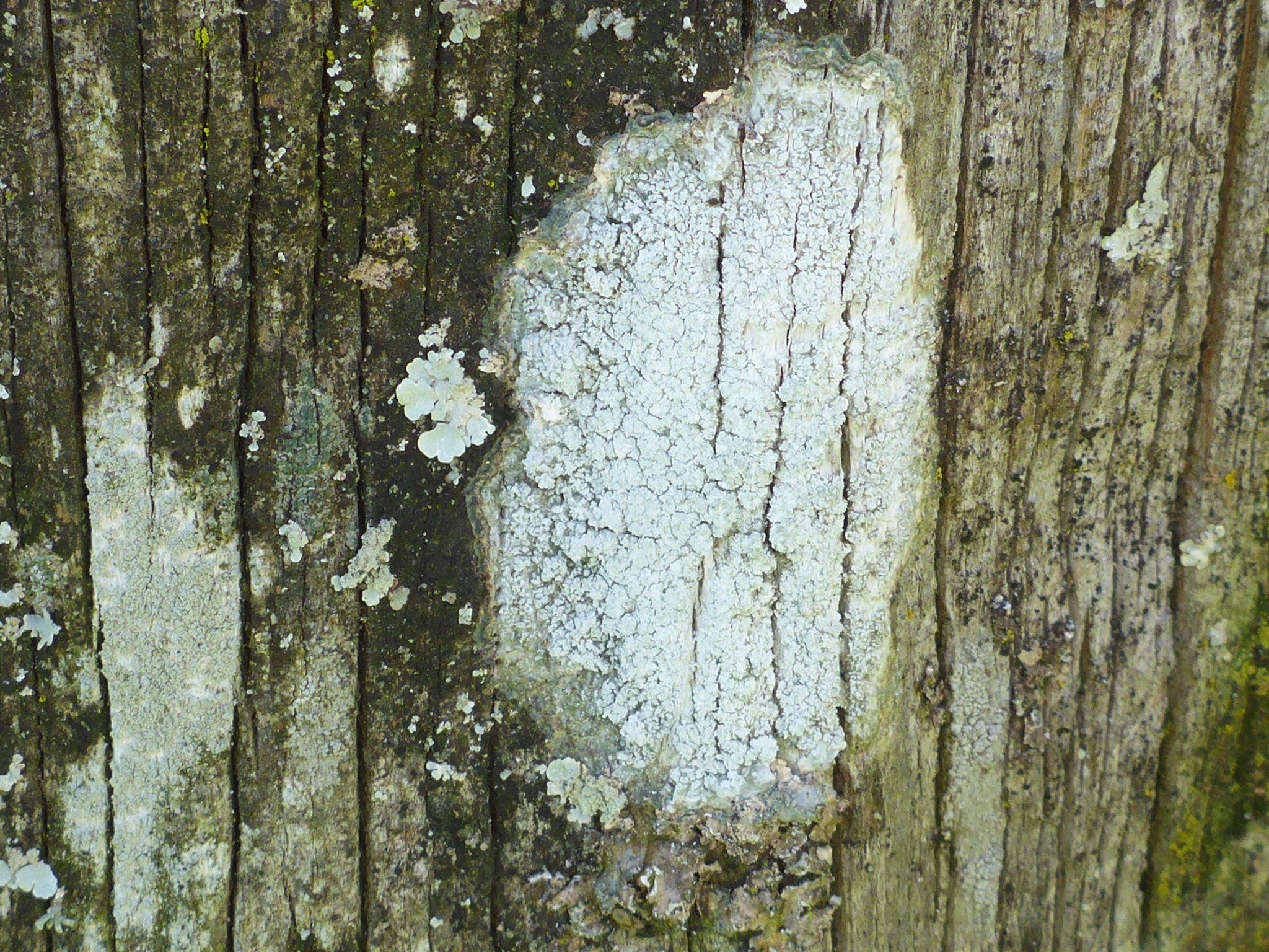 Pertusaria amara f. amara image