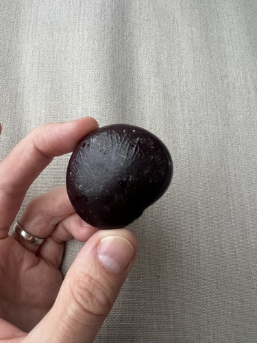 Nicker Bean (Entada gigas)