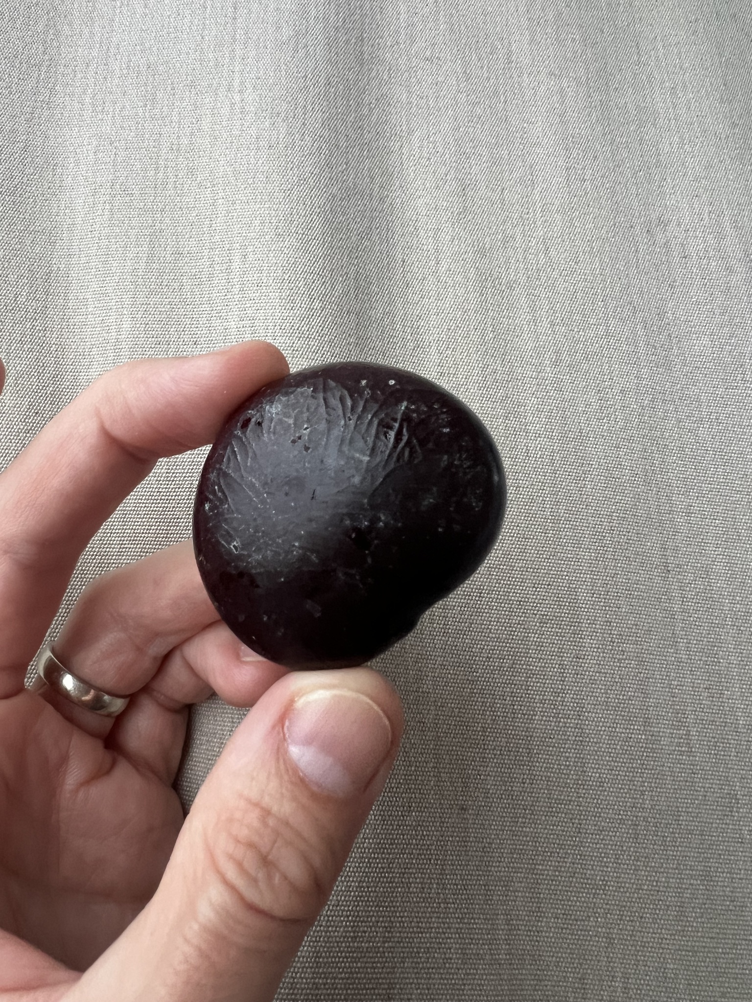 Nicker Bean (Entada gigas)