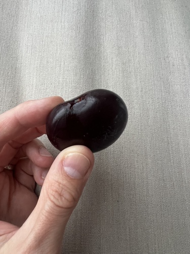 Entada gigas, photograph 5