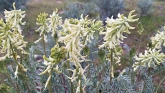 Astragalus oxyphysus